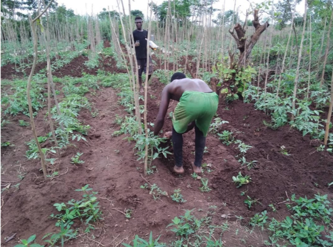 채소 재배 사진